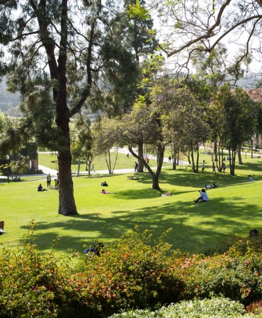 Grassy hill with students studying underneath trees.